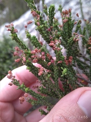 Erica petraea