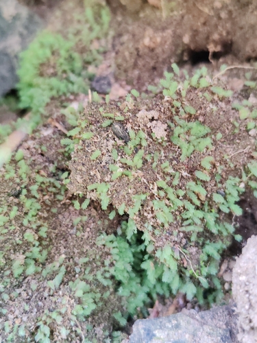 Image of Luminous Moss (Schistostega pennata) by (c) Ljaž, some rights reserved (CC BY)