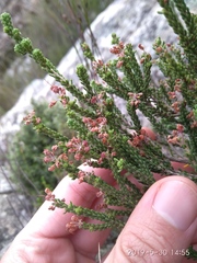 Erica petraea
