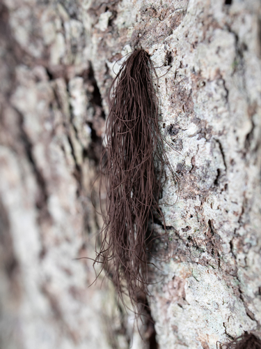 Marasmiellus crassitunicatus