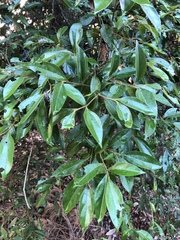 Cryptocarya triplinervis pubens