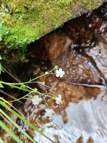 Image of Ranunculus aconitifolius by (c) Ljaž, some rights reserved (CC BY)