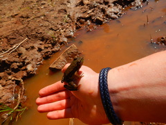 Lithobates clamitans image