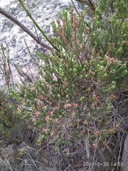 Erica petraea