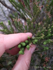 Erica petraea