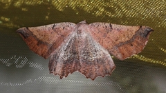 Drepanogynis mixtaria