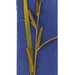 Carex amplifolia - Photo (c) "<a href=""http://www.fs.fed.us/rm/boise/teams/shrub/shaw.htm"">USDA FS RMRS Boise Aquatic Sciences Lab</a>.", algunos derechos reservados (CC BY-NC-SA)