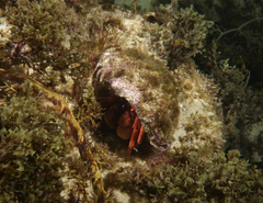 Paguristes frontalis