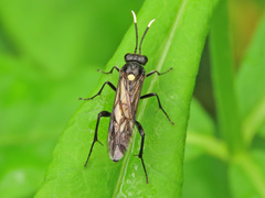 Macrophya infumata