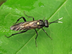 Macrophya infumata