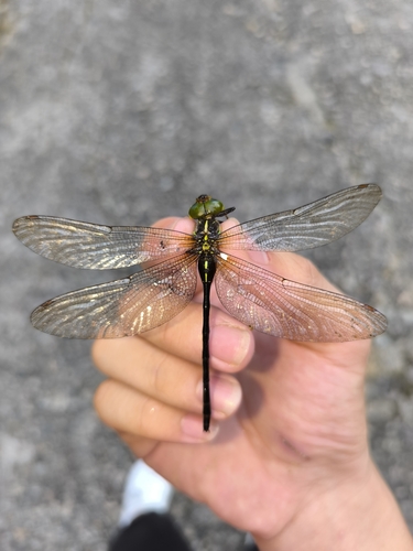 Cephalaeschna shaowuensis