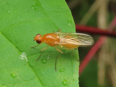 Psila