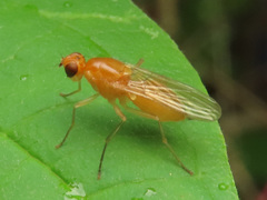 Psila