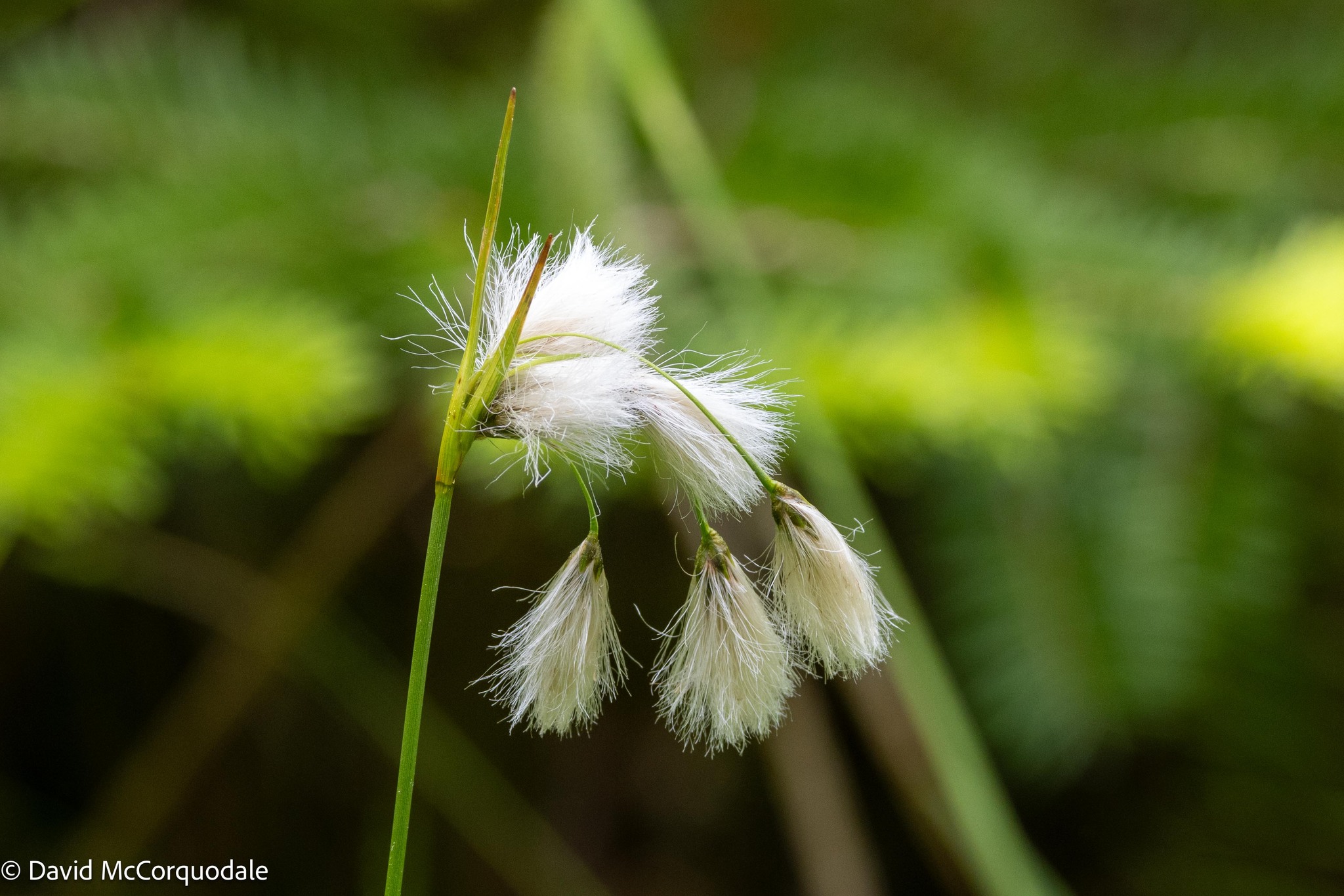 Eriophorum viridicarinatum