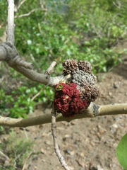 Aceria parapopuli