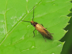 Micropterix calthella