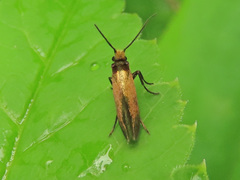 Micropterix calthella