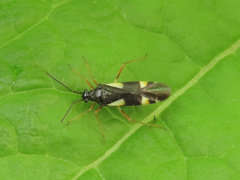 Dryophilocoris flavoquadrimaculatus