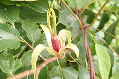 Stemona tuberosa