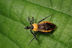 Biasticus flavinotus