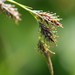 Carex luzulina - Photo (c) Tab Tannery, algunos derechos reservados (CC BY-NC-SA)