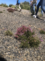 Erica umbellata