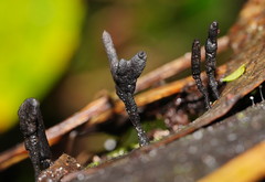 Xylaria apiculata