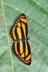 Lasippa tiga siaka