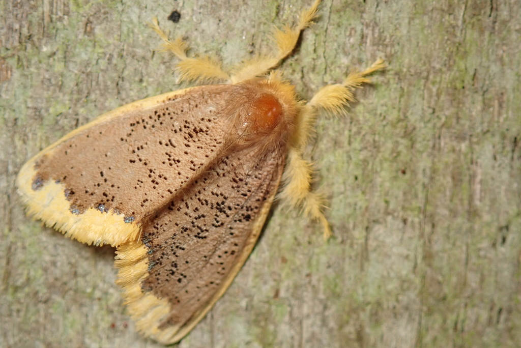 Somena scintillans