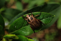 Anomala inconcinna