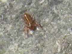 Chthonius ischnocheles