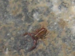 Chthonius ischnocheles