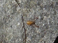 Chthonius ischnocheles