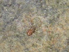 Chthonius ischnocheles