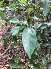 Cryptocarya triplinervis pubens