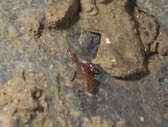 Chthonius ischnocheles