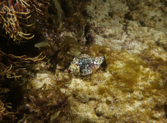 Pterochelus triformis