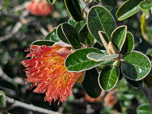 Diplolaena grandiflora Desf.