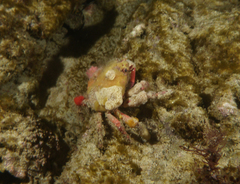 Schizophrys