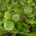 Common Alder - Photo (c) Chuangzao, some rights reserved (CC BY-NC), uploaded by Chuangzao