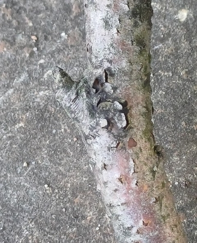 Asterosporium asterospermum observed 2024-07-15