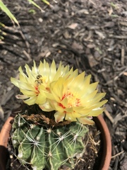Hamatocactus