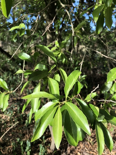 Elaeocarpus obovatus (Elaeocarpus obovatus)