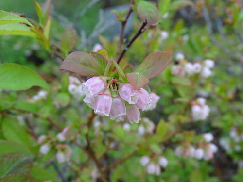 Vaccinium angustifolium