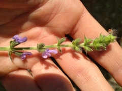 Salvia verbenaca