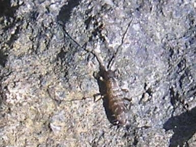Pogonognathellus longicornis