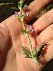 Salvia verbenaca