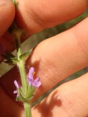 Salvia verbenaca