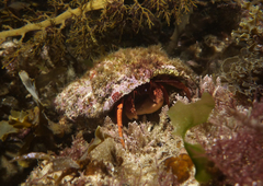 Paguristes frontalis