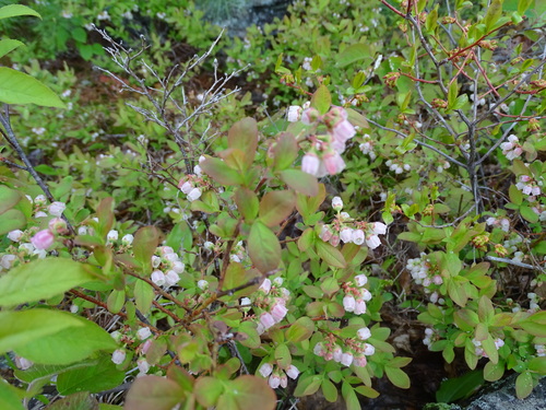 Vaccinium angustifolium